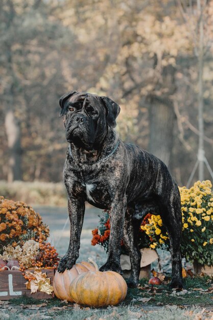 Bullmastiff hond buiten op een achtergrond van herfstkleuren vallen appels en andere