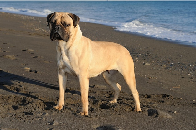 사진 해변에서 모래에 서 있는 bullmastiff 순종 개