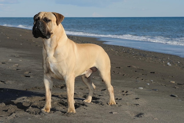 ブルマスティフの純血種の犬がビーチの砂の上に立っています。