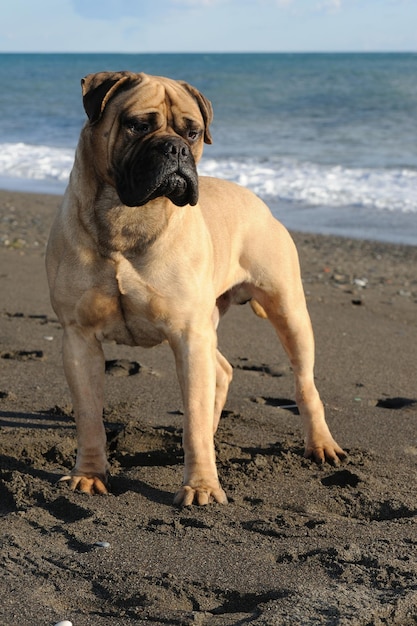 해변에서 모래에 서 있는 Bullmastiff 순종 개