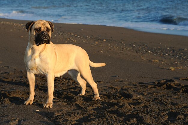 ブルマスティフの純血種の犬がビーチの砂の上に立っています。