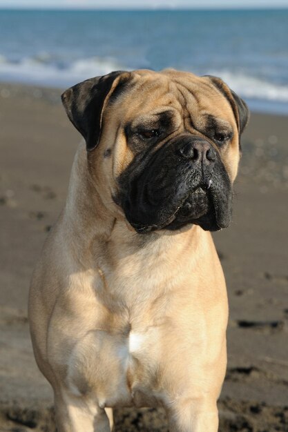 Bullmastiff rasechte hond staande op zand op het strand