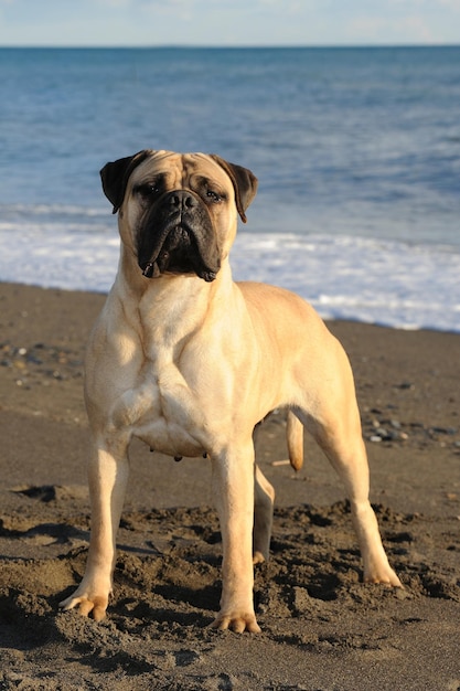 Bullmastiff rasechte hond staande op zand op het strand