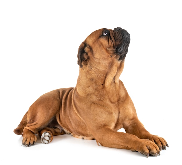 스튜디오에서 Bullmastiff