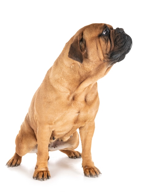 스튜디오에서 bullmastiff