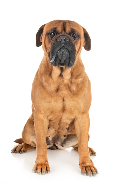 bullmastiff in studio