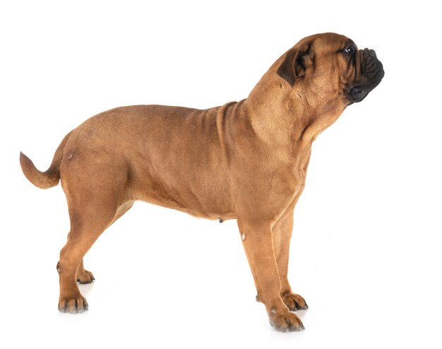 bullmastiff in studio