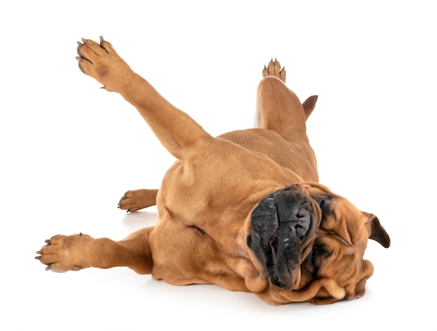 Photo bullmastiff in studio