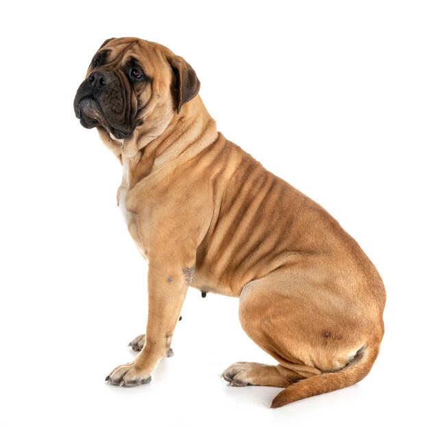 스튜디오에서 bullmastiff