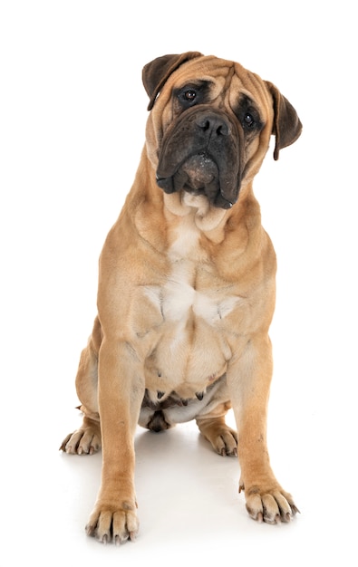 스튜디오에서 bullmastiff