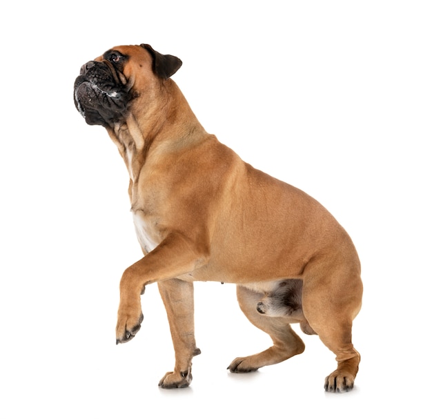 스튜디오에서 bullmastiff