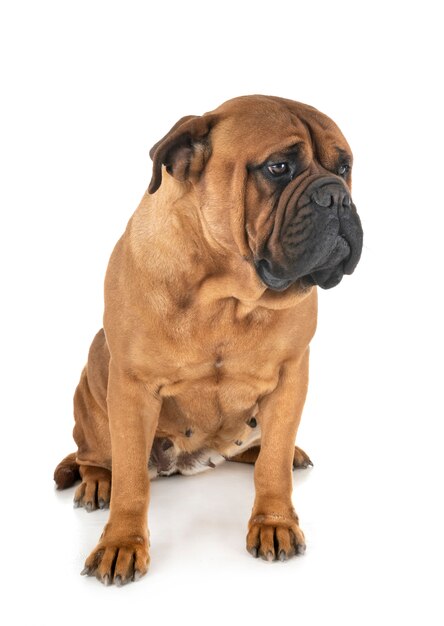 Bullmastiff on white wall