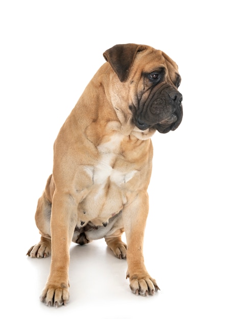 흰 벽에 Bullmastiff