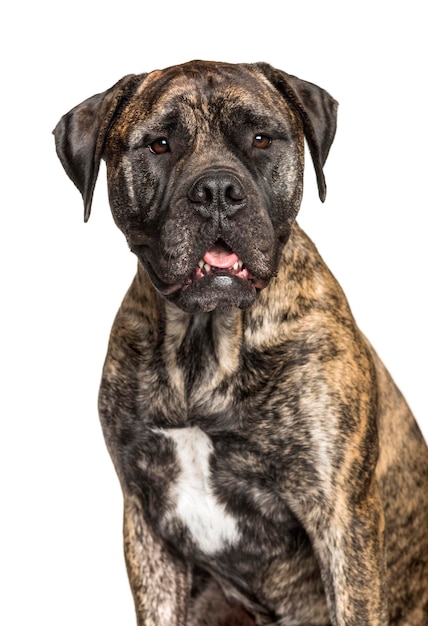 Bullmastiff zittend tegen een witte achtergrond