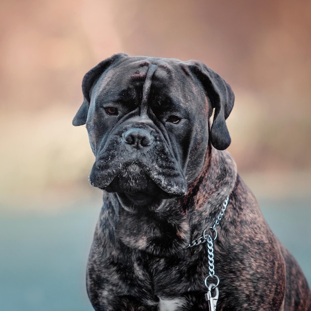 Bullmastiffl犬が秋の公園の曇らされた草で遊んで、目をそらしている