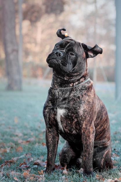 Bullmastiffl-hond op het berijpte gras in het herfstpark en wegkijkend