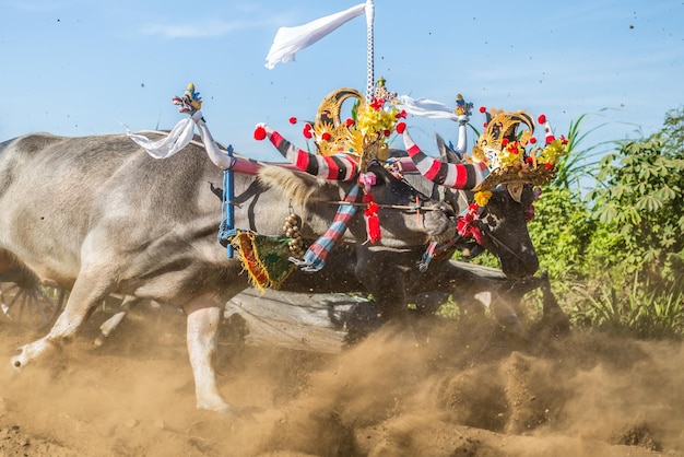 写真 バリ の 泥道 で の 牛 の 車 の レース