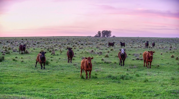 Bullocks raised with natural grass Argentina