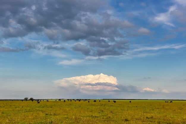 Bullocks raised with natural grass Argentina