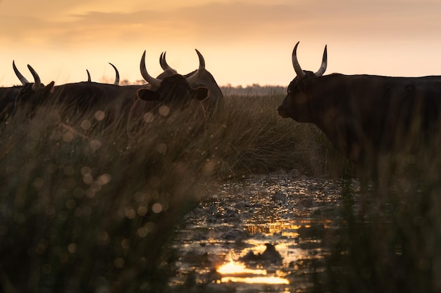 Bulls in the Camargue area