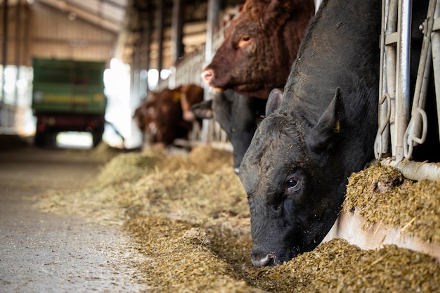 Bulls in cowshed eating hay at cattle farm Domestic animals breeding and husbandry