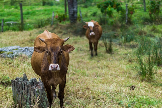 Tori che riposano in una fattoria