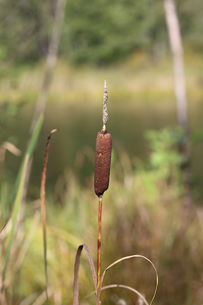 秋の湖で熟したスパイクとまっすぐTypha latifolia