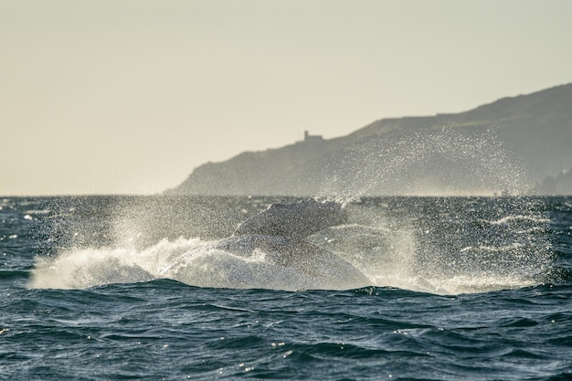 Bultrug breekt door in Cabo San Lucas