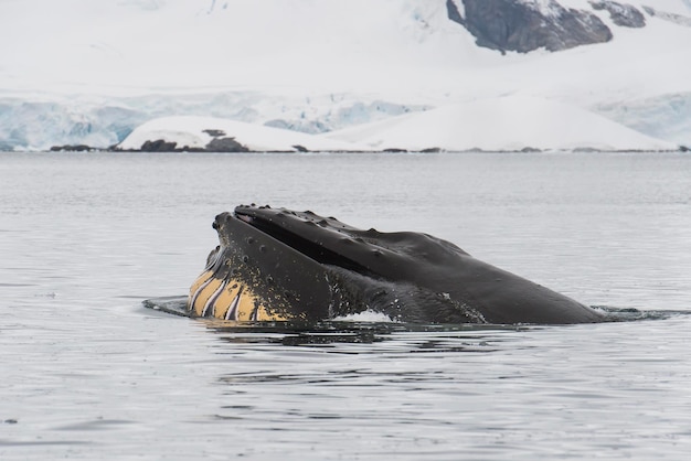 Foto bultrug die krill voert