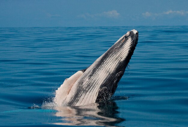 Bultrug in het water