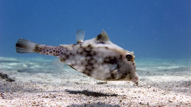 Bultrug Turretfish (Tetrosomus gibbosus), Thornback Boxfish in de rode zee, Eilat, Israël