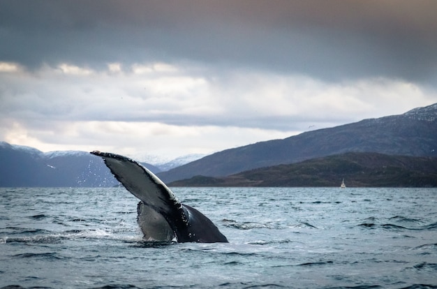 Bultrugstaartbot in de oceaan in Tromso Noorwegen