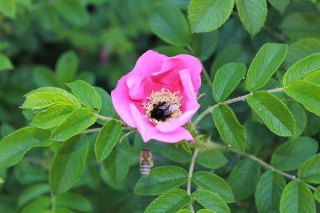 Photo bumble bee collects nectar from blooming dogrose