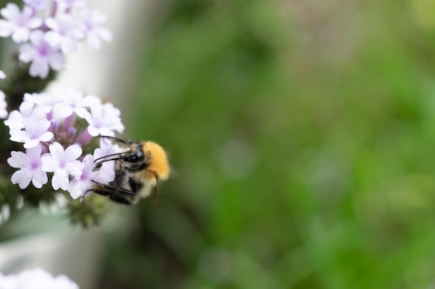 A bumble bee is sitting on a plant