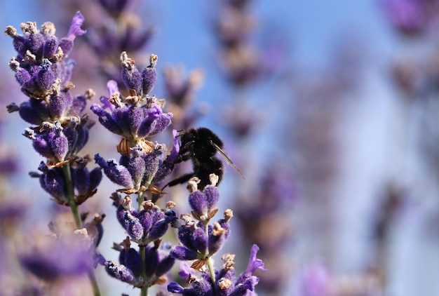 Bumble bee in lavender flower in a garden