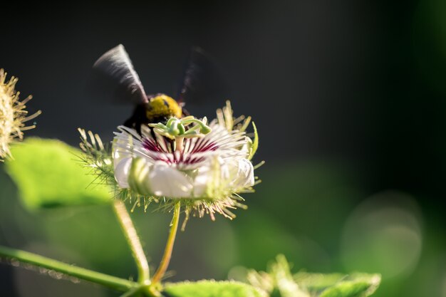 Bumble Bee met bloemen