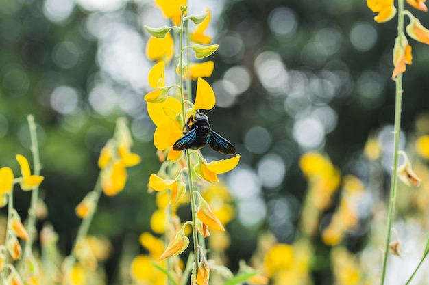 bumble-bee plant black wild nature yellow