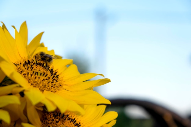 Bumble Bee pollinates yellow flower sunflower with blue sky on background as sunny day Selective focus