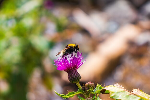 bumble bee on a purple blooming thistle