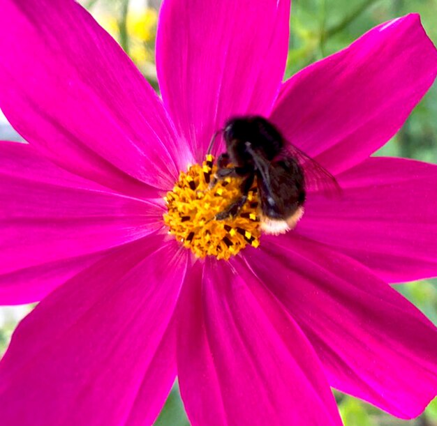 Bumble bee verzamelt nectar van een roze bloem met roze bloemblaadjes close-up.