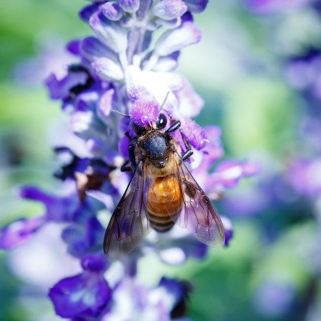 라벤더 꽃에 윙윙 거리는 꿀 꿀벌