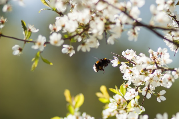 Bumblebee on apple flower