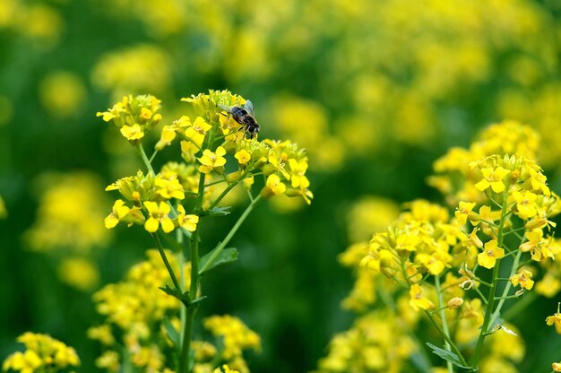 Bumblebee bee sitting on yellow bittercress flowers