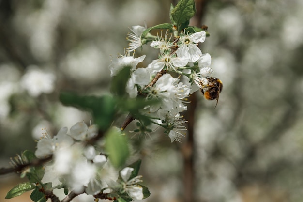 Foto bumblebee bestuift witte bloemen op een bloeiende boom in een appelboomgaard in de lente