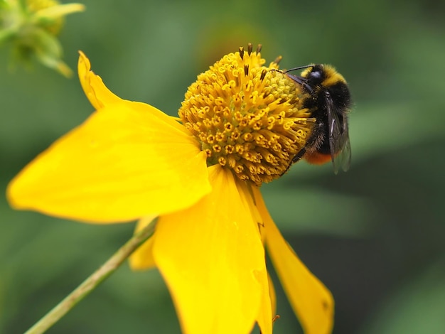 Doronicum orientalis의 노란 꽃에 꿀벌 클로즈업. 러시아 레닌그라드 지역.