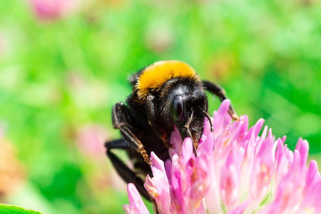 Bumblebee on a clover