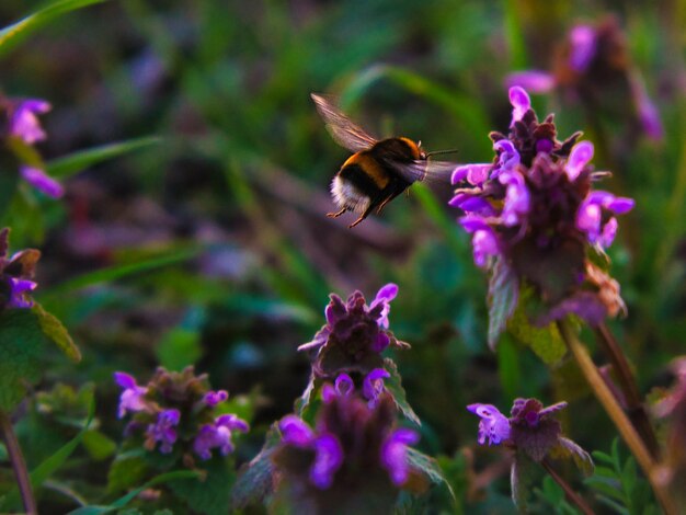 Bumblebee collecting nectar on a flower Approach to the flower Macro shot