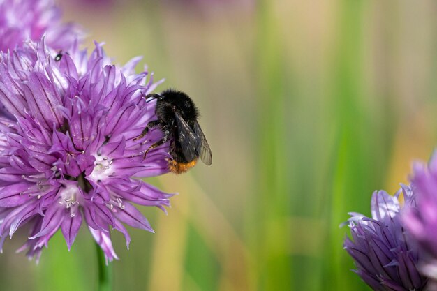 Bumblebee collecting nectar from chives plant blossom xAChives are a commonly used herb for culinary purposes