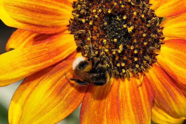 夏の日のクローズアップマクロ写真で咲くヒマワリの花に蜜と花粉を収集するマルハナバチ