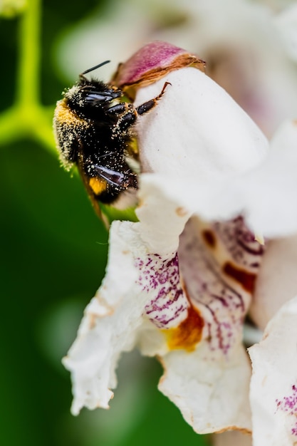キササゲの花のオオマルハナバチで花粉を集めるマルハナバチ